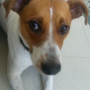 Meet your Posher, Tiger lee